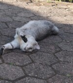 Kater Rian