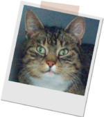 grau-weiß getigerte Katze Miezie^