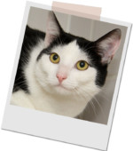 schwarz-weiße Katze Bella