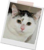 schwarz-weißer Kater Sammy