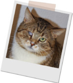 grau-weiß-getigerter Kater Jack