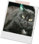 schwarzer Kater Blacky