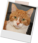 weiß-roter Kater Janosch