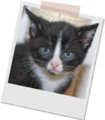schwarz-weiße Katze Bonny