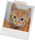 roter Kater Findus