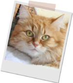 rote Katze Roxy