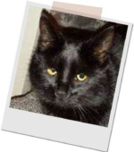 schwarze Katze Pottie
