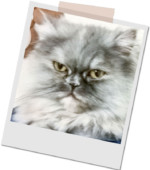 graue Perserkatze Dolly