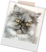 graue Perserkatze Daisy