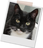 schwarz-weißer Kater Moritz