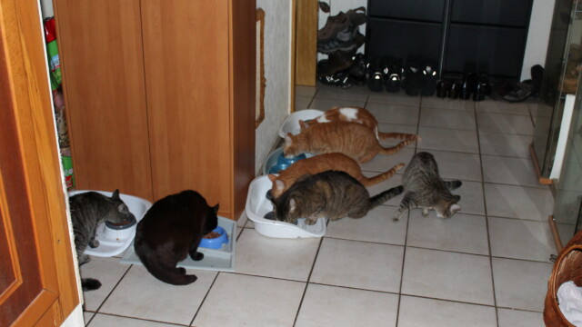 Von Katzen Svg+xml,%3Csvg%20xmlns%3D%22http%3A%2F%2Fwww.w3