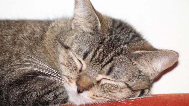 Von Katzen Svg+xml,%3Csvg%20xmlns%3D%22http%3A%2F%2Fwww.w3