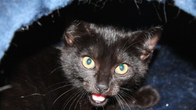 Von Katzen Svg+xml,%3Csvg%20xmlns%3D%22http%3A%2F%2Fwww.w3