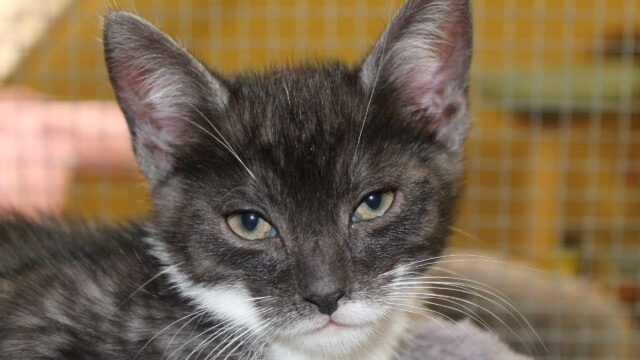 Von Katzen Svg+xml,%3Csvg%20xmlns%3D%22http%3A%2F%2Fwww.w3