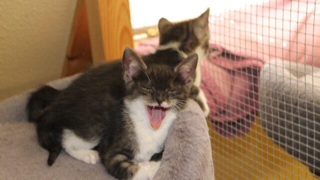 Von Katzen zwei graugetigerte Kitten im Katzenhaus auf einem Kratzbaum