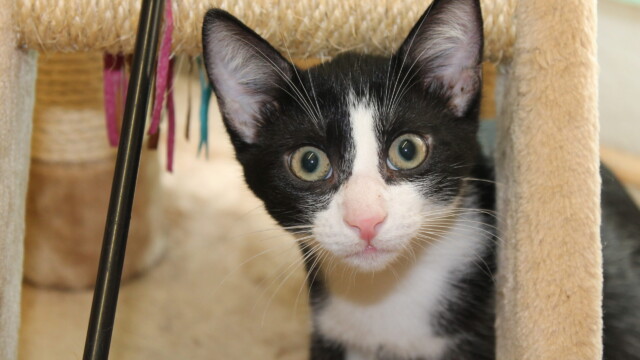 Von Katzen Svg+xml,%3Csvg%20xmlns%3D%22http%3A%2F%2Fwww.w3