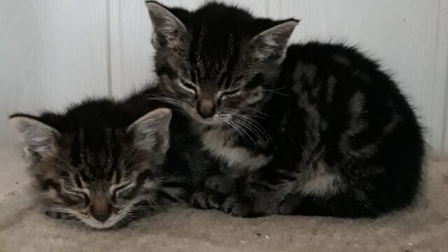 Von Katzen Svg+xml,%3Csvg%20xmlns%3D%22http%3A%2F%2Fwww.w3