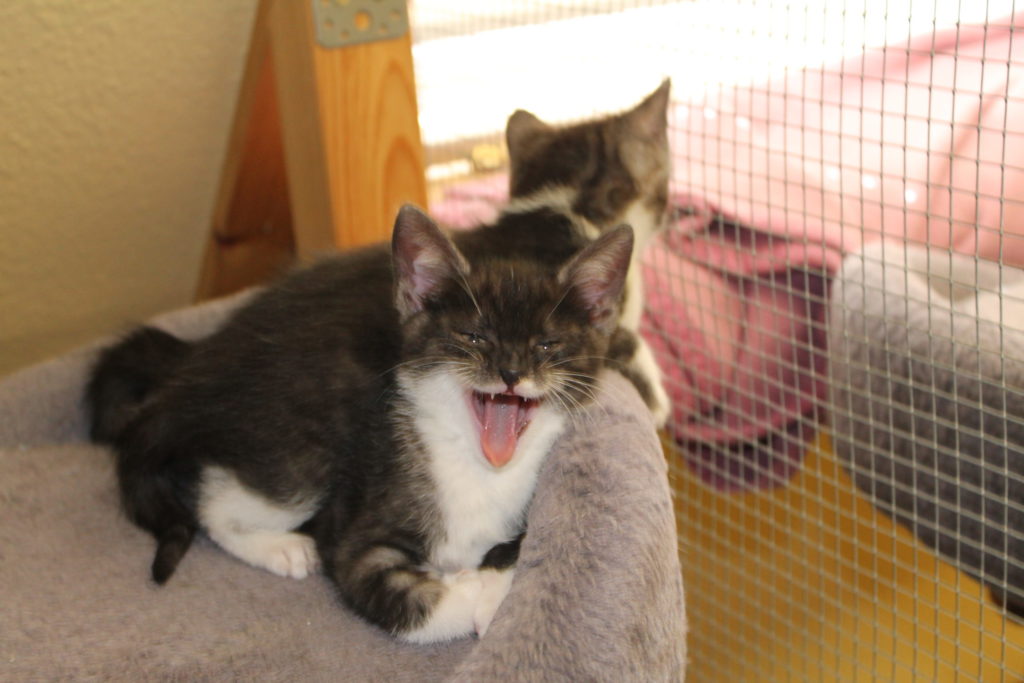 zwei graugetigerte Kitten im Katzenhaus auf einem Kratzbaum