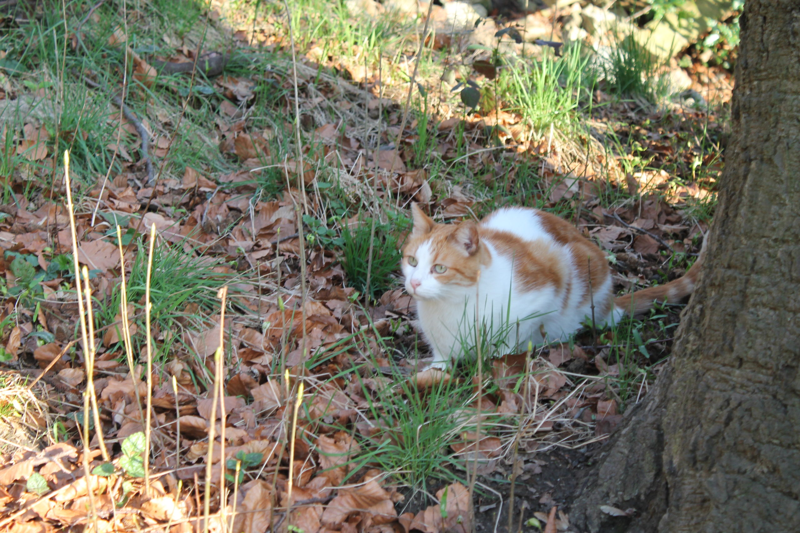 Katzen schlafmittel für Beruhigungsmittel für