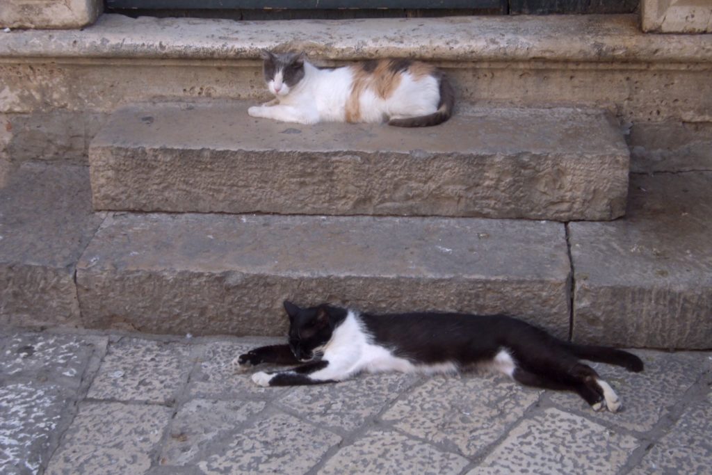 freilaufende Katzen liegen auf einer Treppe