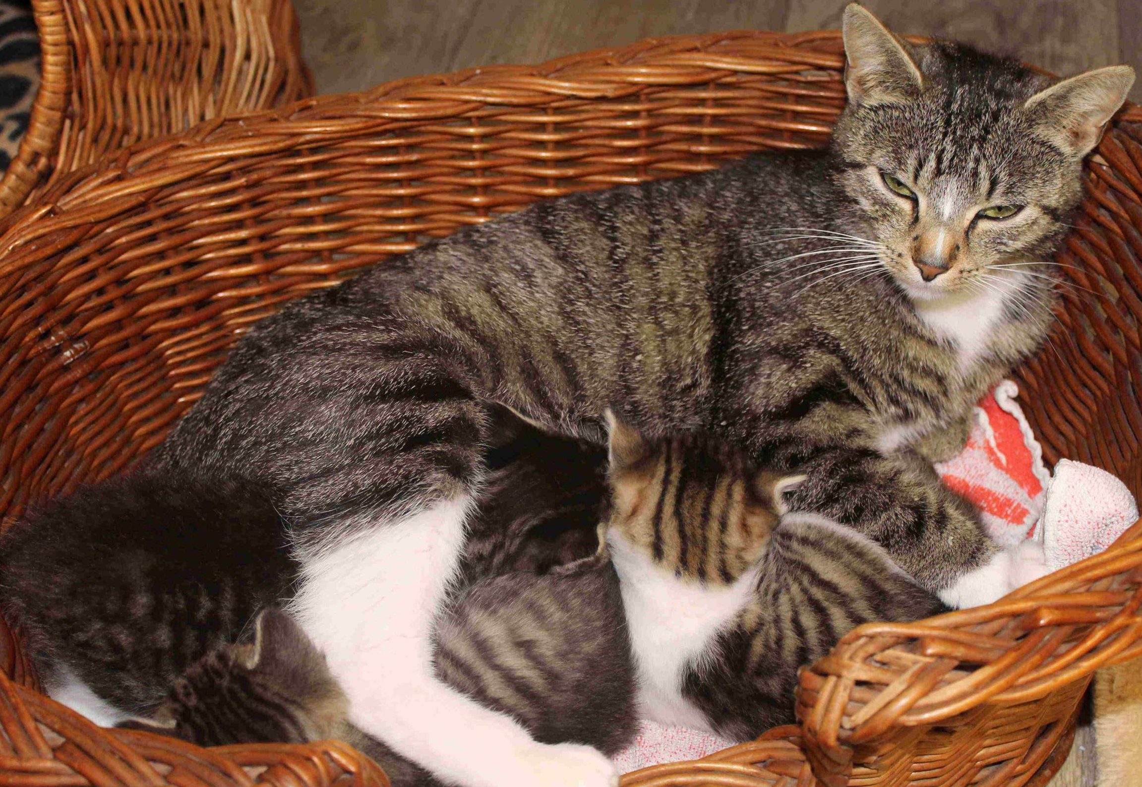 Startbild des Abschnittes über uns eine Mutter mit säugenden Kitten in einem Weidenkorb