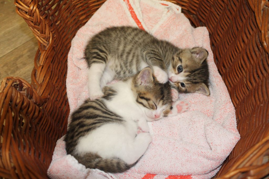 zwei grau-weiß-getigerte Kitten spielen in einem Korb im Katzenhaus