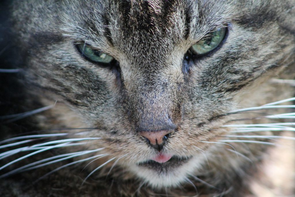 Protrait eines ältereren Grautigers 